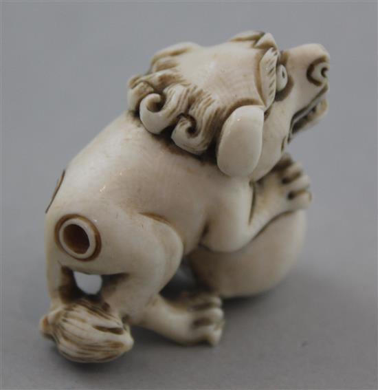 A Japanese ivory netsuke of a shi-shi, Edo period, 4cm